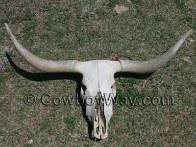 kids coloring pages of longhorn cow skulls