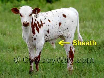 The sheath: A clue in how to tell a boy from a girl in cows
