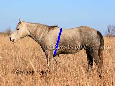 Measure horse girth (aka heart girth)
