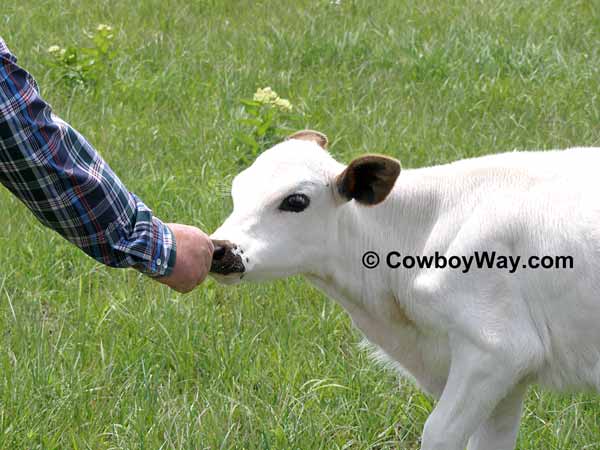 A calf sniffs a hand for a treat
