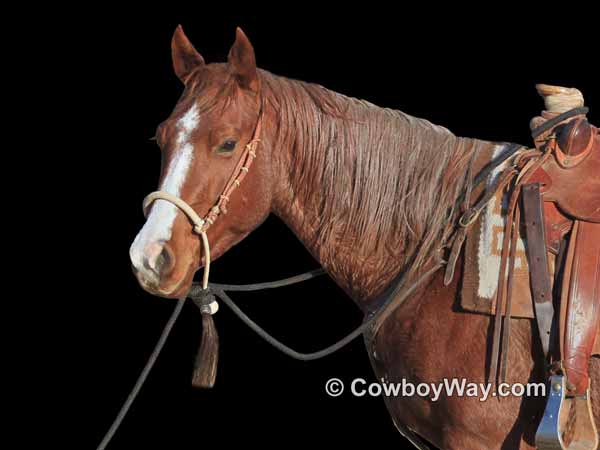 A roan mare used as a ranch horse