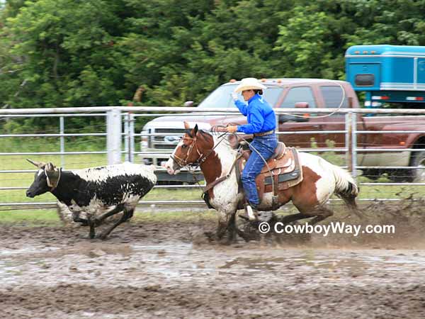 A cowgirl on a Paint horse chase a steer