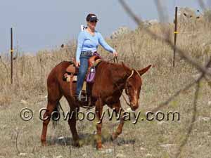 A mule on a trail ride