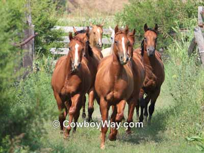 Several horses in a lush green alley galloping toward the camera