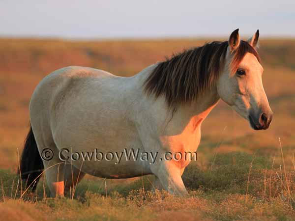 A buckskin wild mustang mare