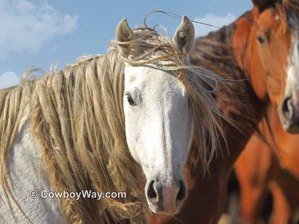 Gray mustang mare