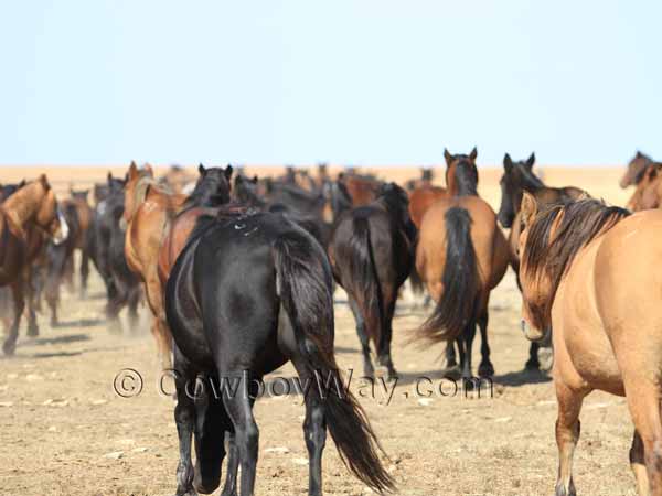 Horses, mustangs, loping away