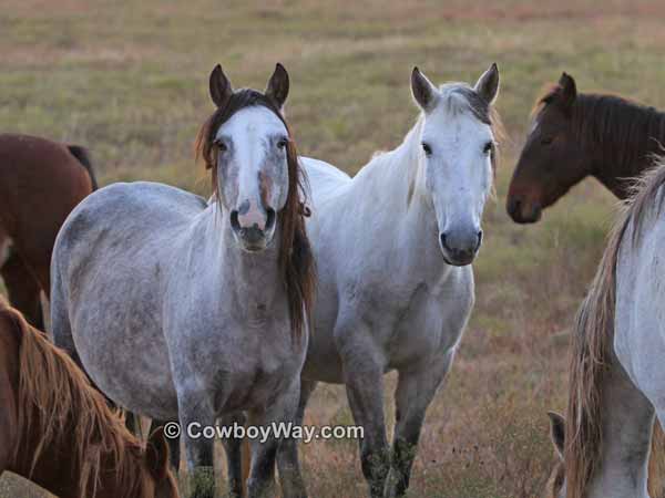 Several mustangs in the early morning light