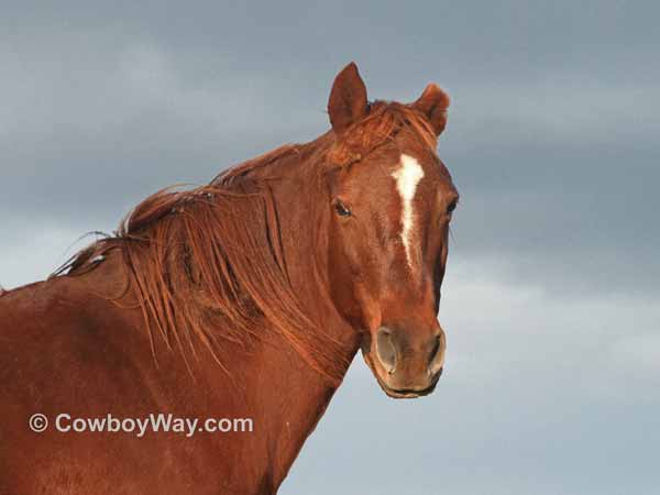 A sorrel mustang mare with a damaged ear tip