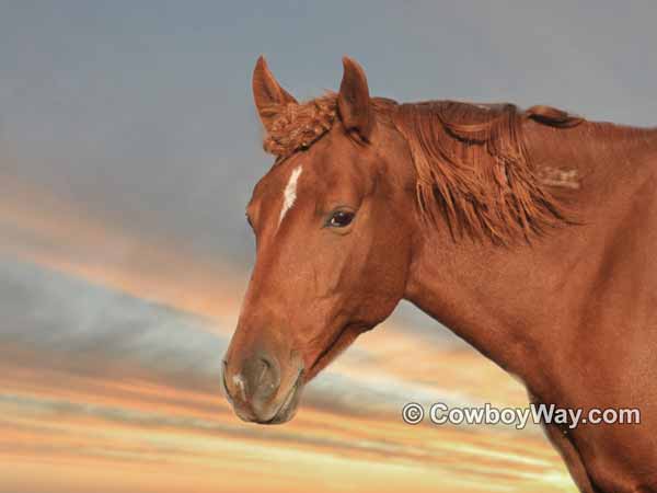 A sorrel mustang mare with a beautiful sky