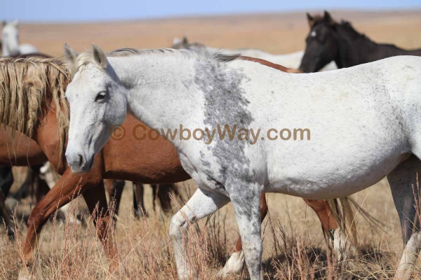 A gray mustang mare with her herd mates
