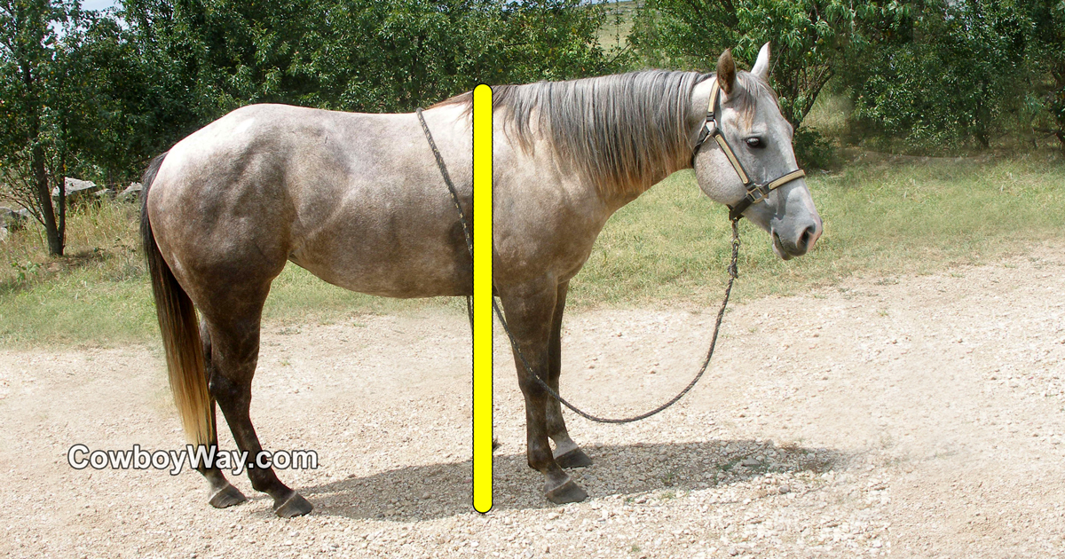 Measure Horse Height