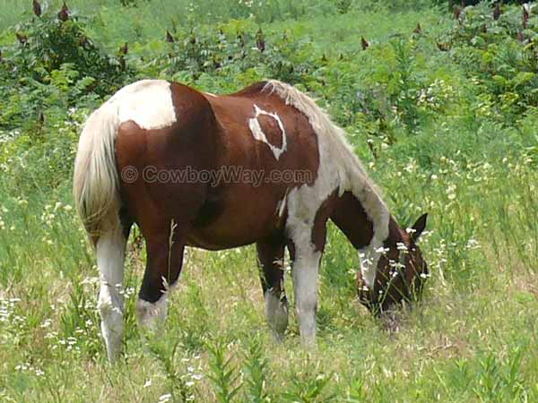 A Paint horse with an unusual marking