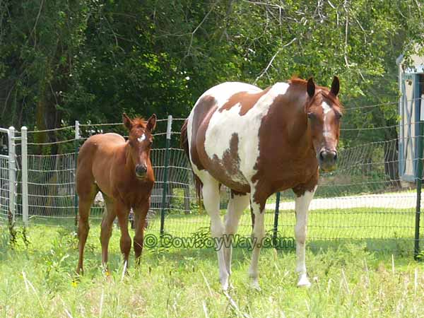 Paint mare and colt