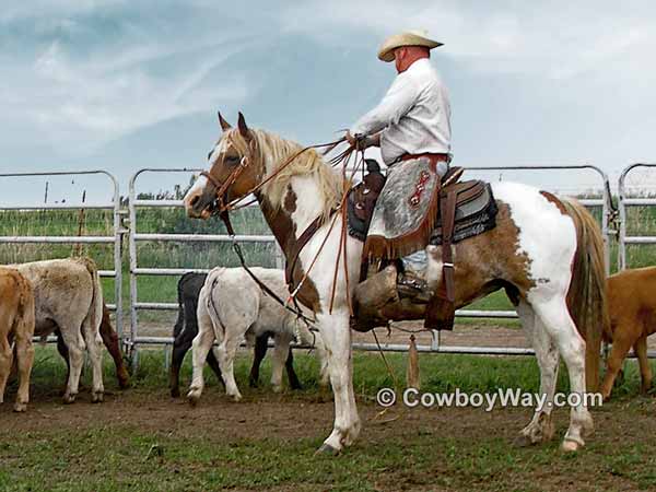 A Paint mare ready to rope calves