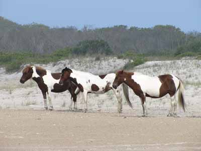 Pinto horses, the inspiration for the Ford Pinto