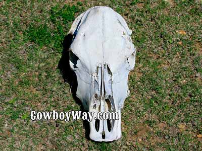 Polled cow skull