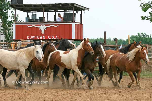 Hunn Leather Ranch Rodeo Photos - Best Of