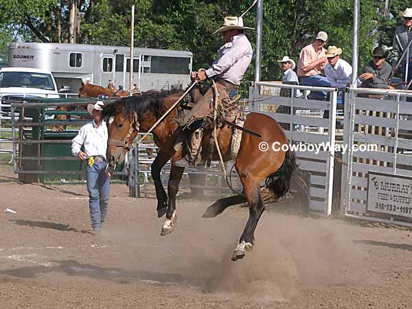 A ranch bronc rider on a bay horse