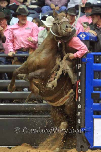 A ranch bronc rider gets smashed coming out of the chute
