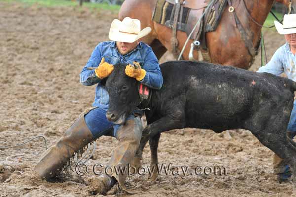 At a ranch rodeo a cowboy holds onto a steer