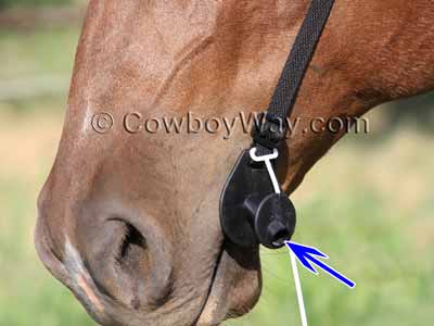 Horse wearing the Easy Wormer