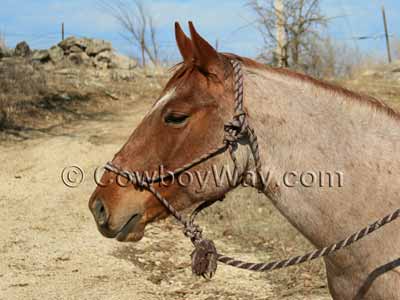 A rope halter on a horse