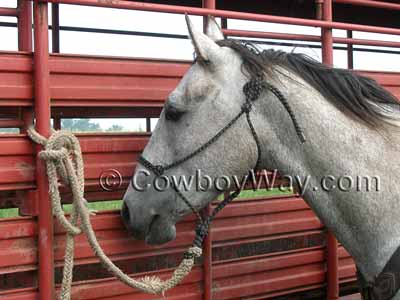 Gray horse wearing a rope halter