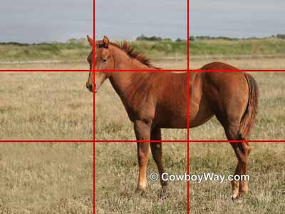 A photo of a horse using the rule of thirds