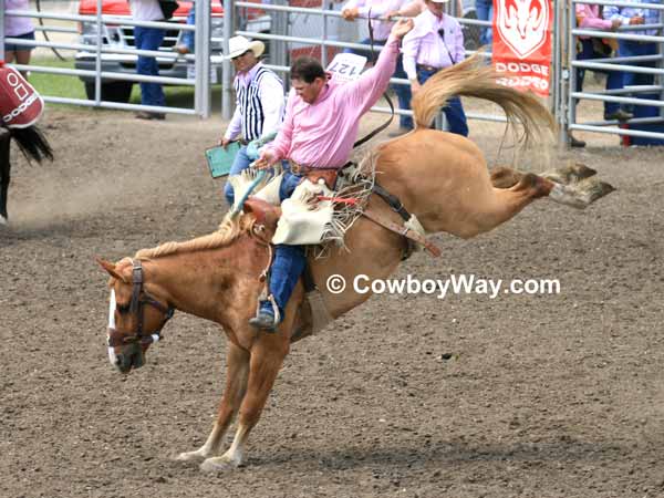 A dun saddle bronc and its rider buck in the arena
