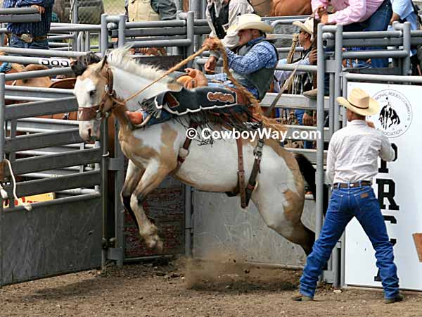 Saddle bronc riding: A Paint bronc leaves the chute