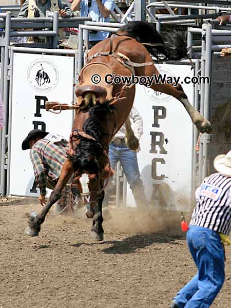 Saddle bronc riding is unpredictable: A bronc rider gets bucked off