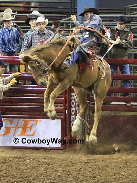 Saddle bronc rider at the International Finals Rodeo (IFR)