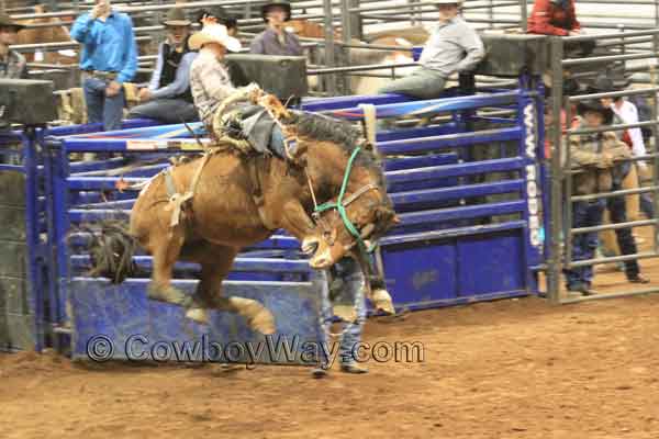 A saddle bronc rider leaves the bucking chute