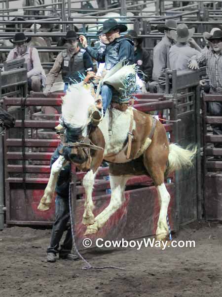 A Paint saddle bronc