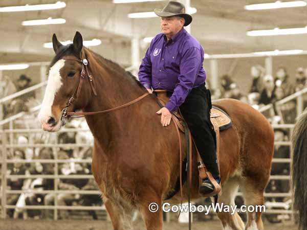 A Shire draft being ridden