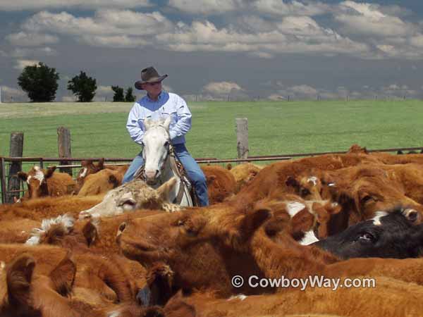 A cowboy sorts cows