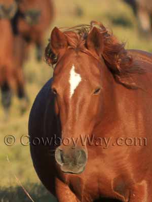 An elongated star horse face marking