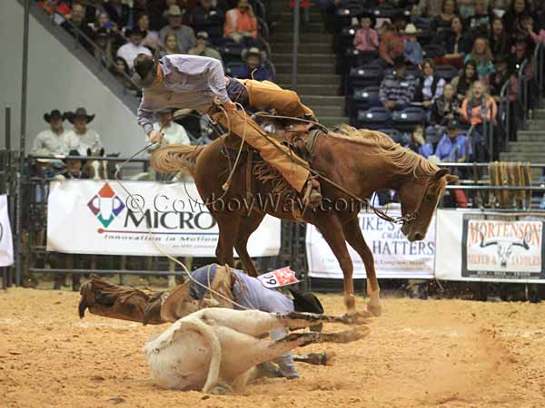 A cowboy makes a wild dismount is the stray gathering at a ranch rodeo