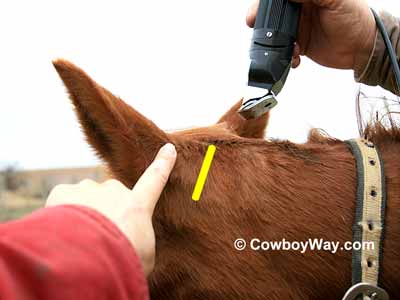 Stop clipping a bridle path about one fingers' width behind the ears