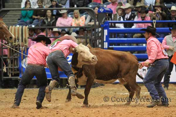 A wild cow lifts a cowboy off the ground
