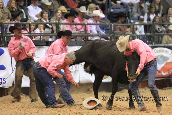 Wild cow milking - Davison and Sons Cattle Co.