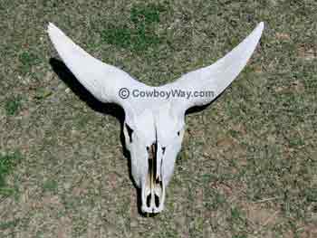 Watusi cow horns