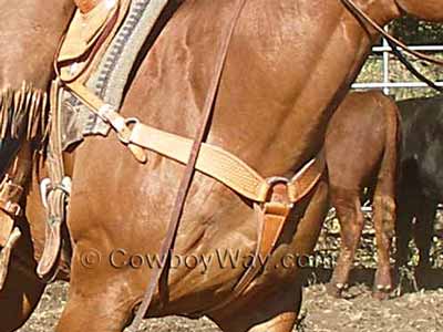 Western breast collar on a roping horse