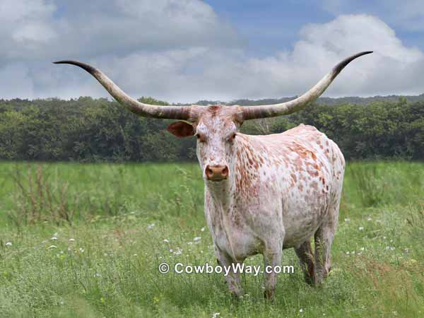 A white Longhorn cow in the pasture