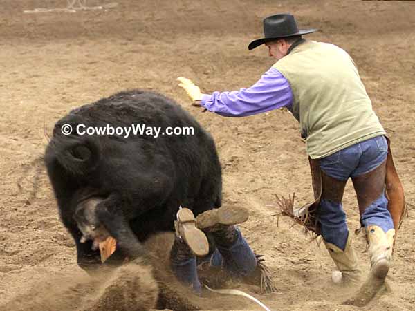 Wild cow milking: A contestant gets trampled