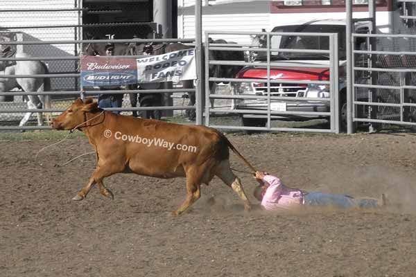 Ranch rodeo wild cow milking: A cowboy drags behind a cow