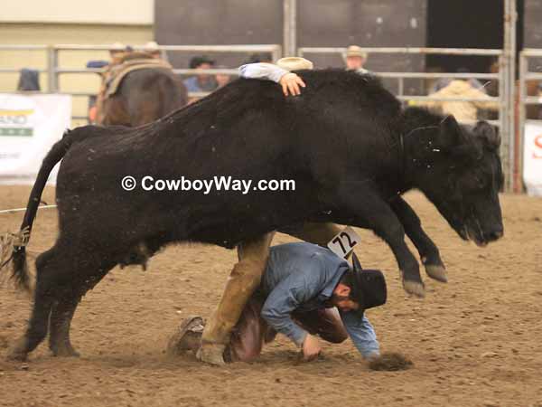 A cow jumps over a cowboy