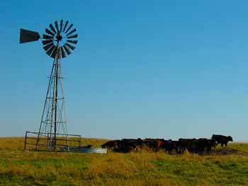 A windmill surrounded by cattle