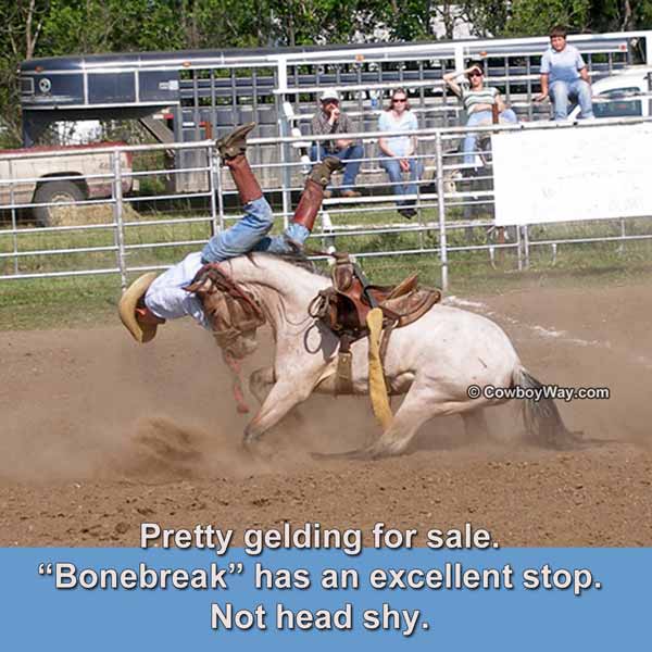 Current cowboy photo of the day